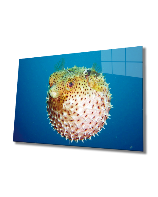 Fugu Balığı Cam Tablo Fugu