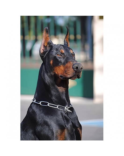 Kanvas Doberman Sayılarla Boyama Seti Kasnaklı