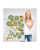 Nasturtium Çiçeği Kanvas Tablo-5206